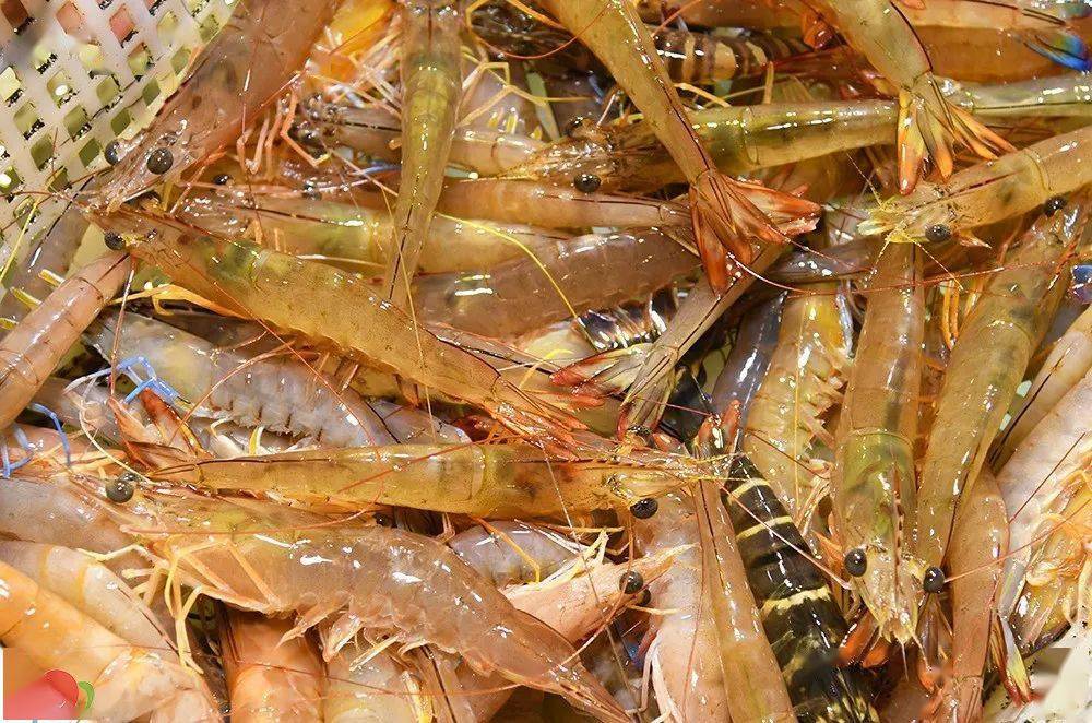 人大呼过瘾白灼硇洲小青龙湛江"小青龙"主产于硇洲岛东南海域"小青龙