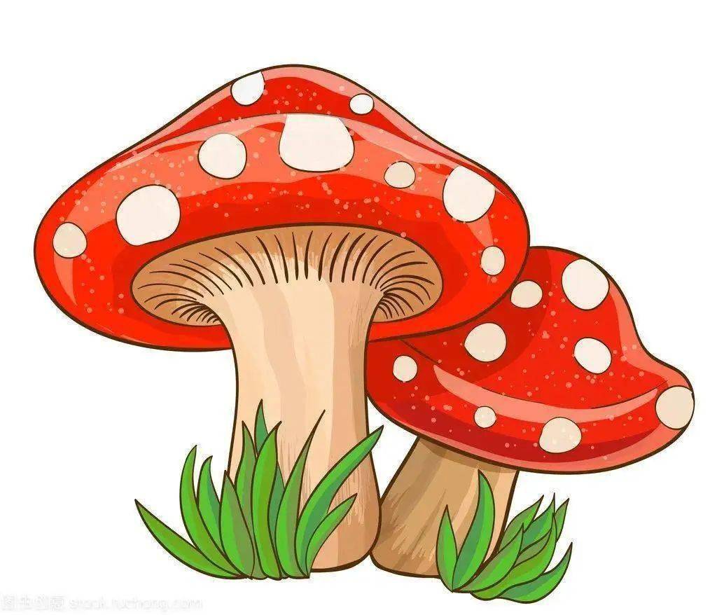 毒蘑菇手抄报绘画图片