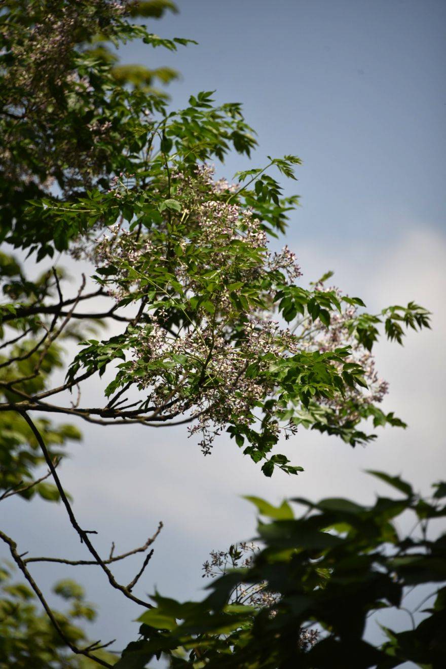 花开正艳惹人醉,杨浦这里的苦楝进入盛花期→_叶轴_小叶_幽香