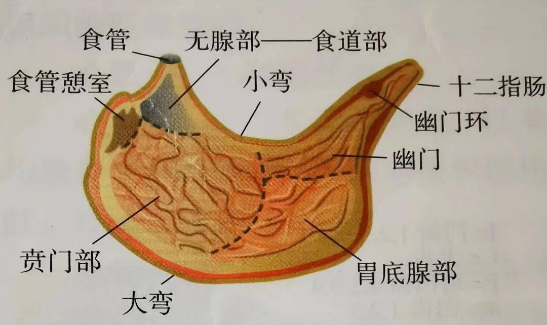 猪的内脏解剖图图片