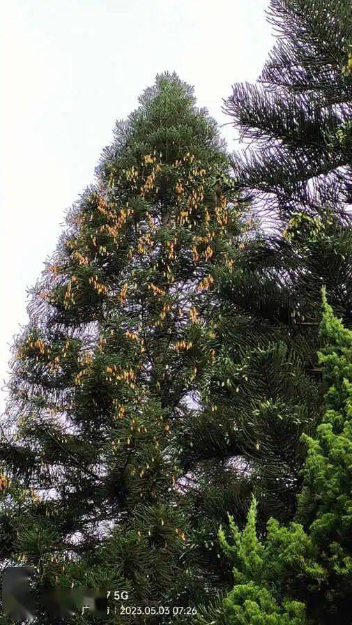 南洋杉:我几乎不敢相信自己的眼睛 || 李健鸿_陵园_球果_树木