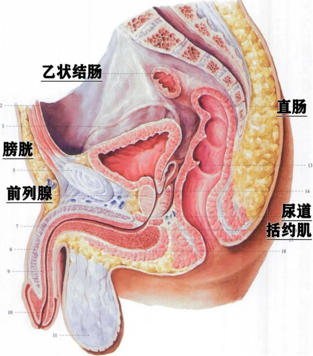 的空腔,男性的盆腔主要包含膀胱,前列腺,乙状结肠,直肠和性腺附属器官