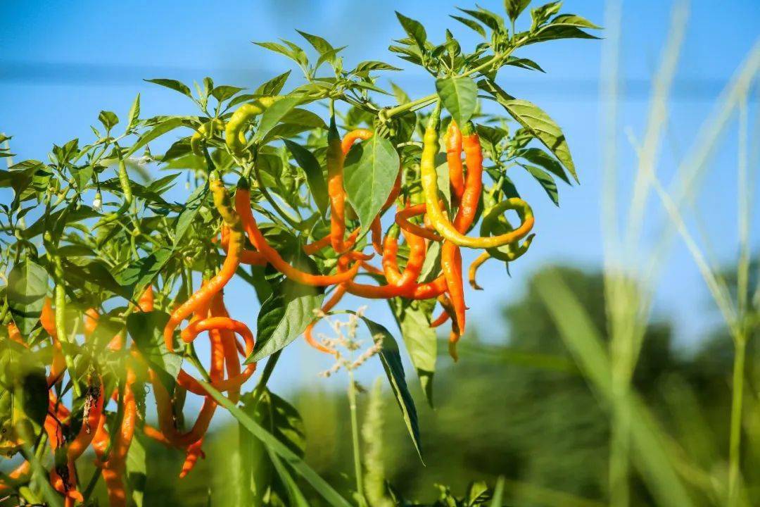 和衡阳衡东县三樟镇附近连续拐了两道"几"字弯,这是黄辣椒的"故乡"