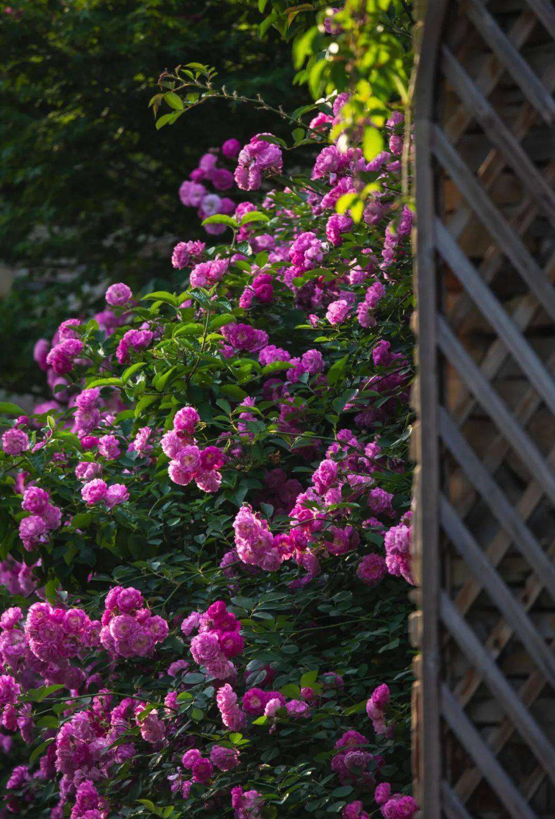 从母亲节至爱情日,三台山送上花海相伴,美宿"住"福
