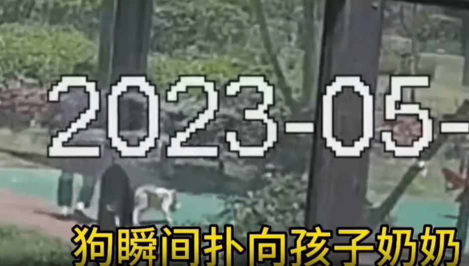 半岛体育上海儿童被打致脑震荡最新后续：遛狗打人者被刑拘！检察机关已介入！(图3)