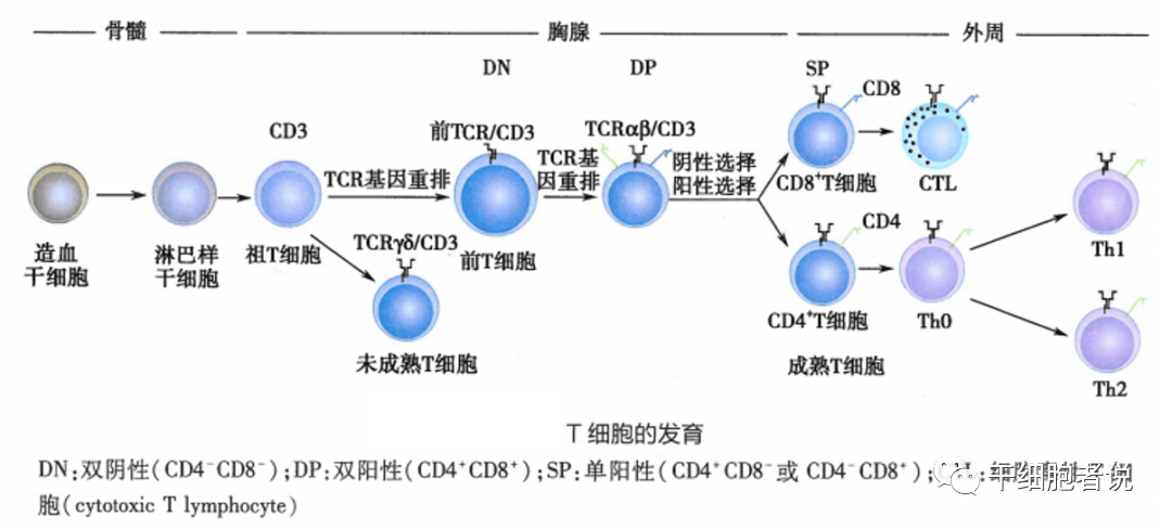 t细胞前体由造血干细胞从外周迁入胸腺发育而成,cd4-cd8-双阴性胸腺