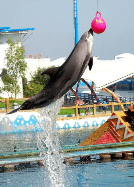 【王者盛宴500元】北戴河渔岛海洋乐园 渔田小镇(夜游演艺) 圣蓝海洋