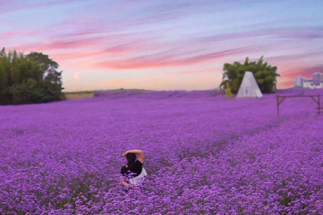 还可以借助花海里的"拍照神器"凹造型在花海中央有一座秋千各位小仙女