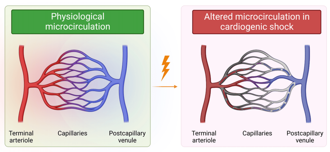 心源性休克中的微循环功能障碍_研究_灌注_器官