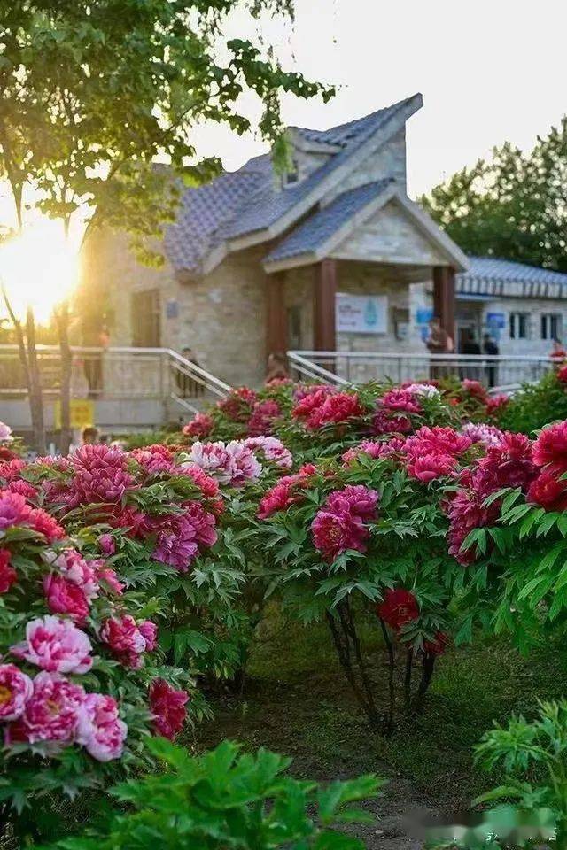 5月20日—21日长春牡丹园 伪满皇宫 长春版的洪崖洞"那有山" 莲花岛