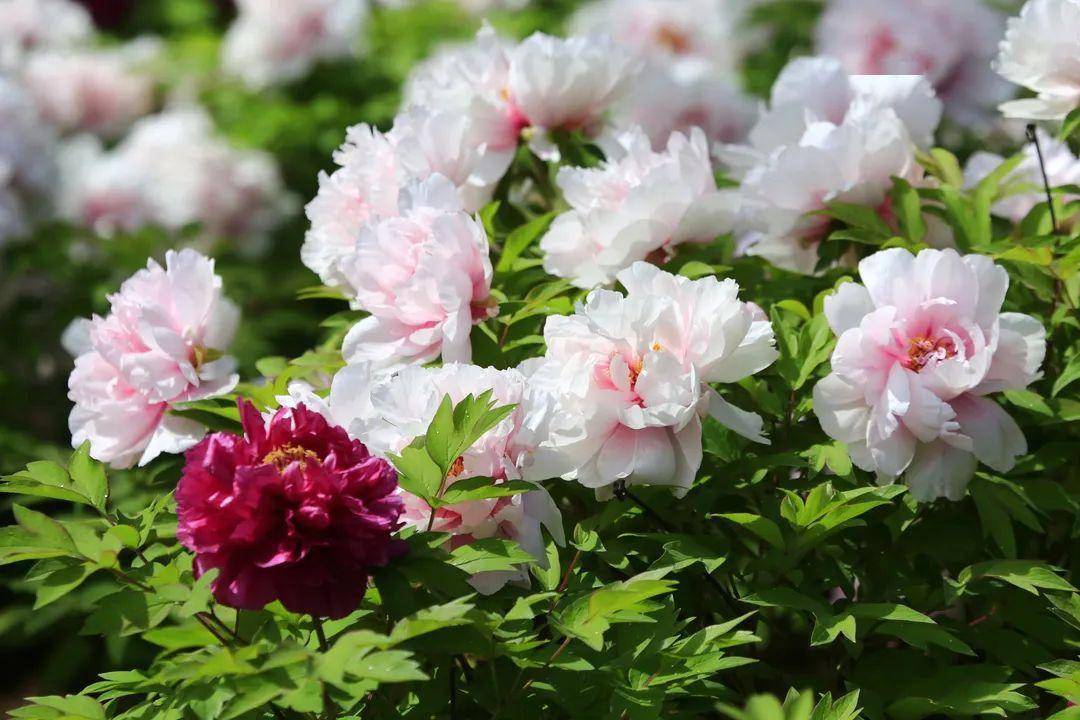 秦皇岛万株牡丹进入盛花期,这些地方可赏!_人民公园_品种_郑丽