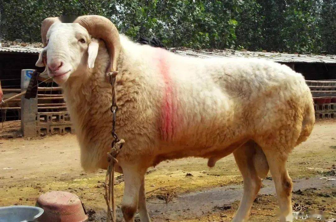 养殖户必看,小尾寒羊高效饲养法_方法_母羊_时间