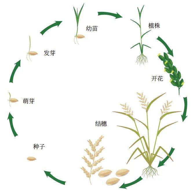 杂交水稻 改变世界的一粒种子