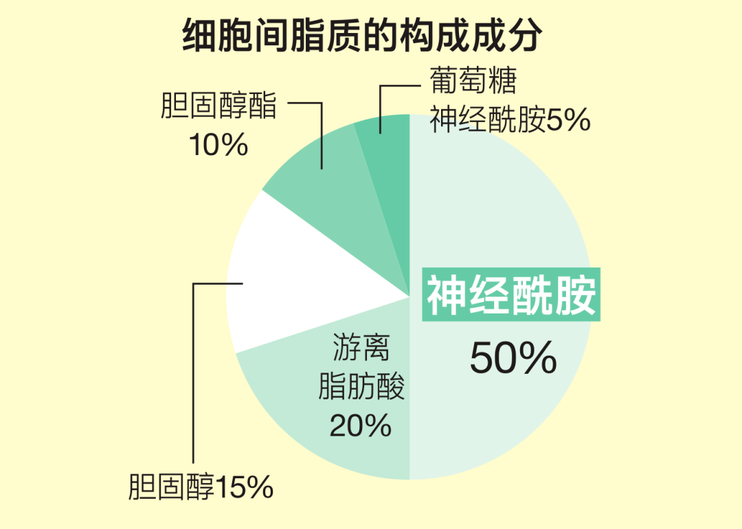 在上面介绍的3种要素中,占比最多的就是细胞间脂质