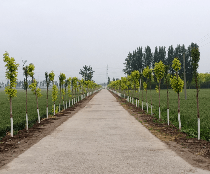 西向镇魏村:一个软弱涣散村的成功蝶变_花坛_群众_步道