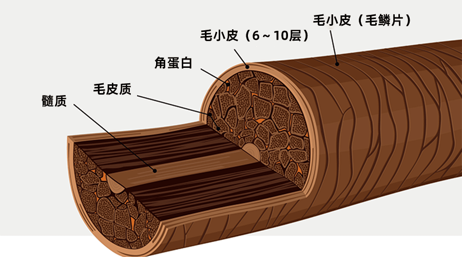 内部主要是毛皮质,它的内核是一种链状结构的角蛋白,主要负责让头发