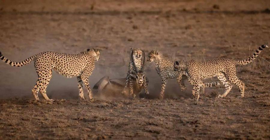 russell millner (united kingdom) - family on baffinpsa金牌自然组