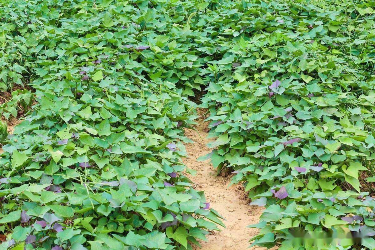 土豆和红薯有哪些高产技巧?