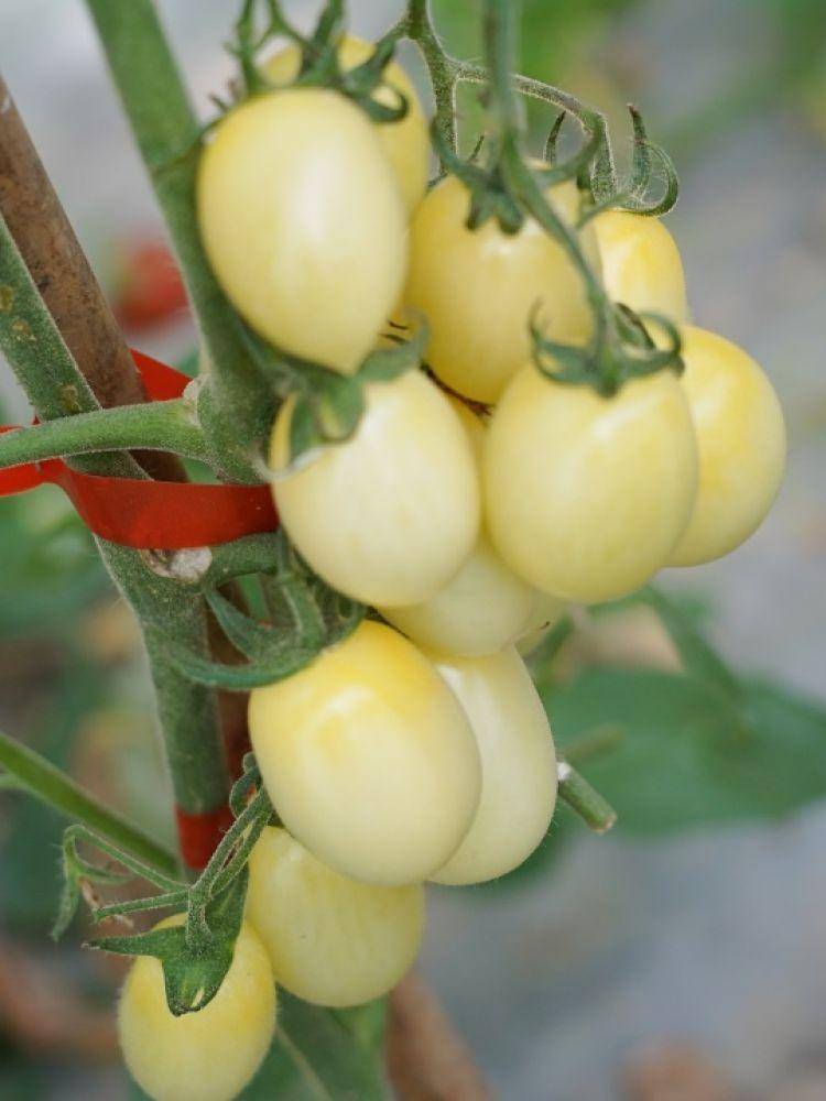 集齐七彩小番茄,就能……_甜度_蔬果_白妃