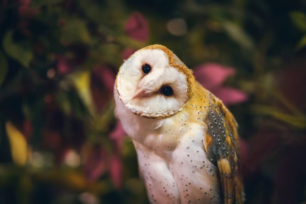 大眼萌鸮——猫头鹰_视觉_中国_张天航