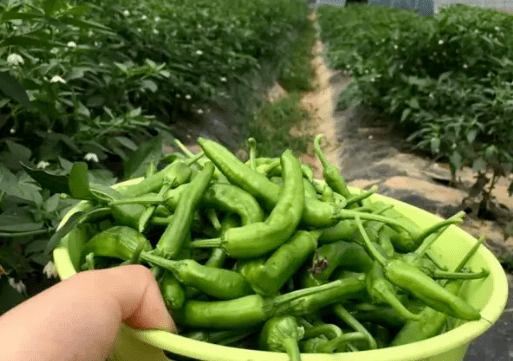 辣椒界的天花板,刚上市卖300元/斤,樟树港辣椒为何这么贵?