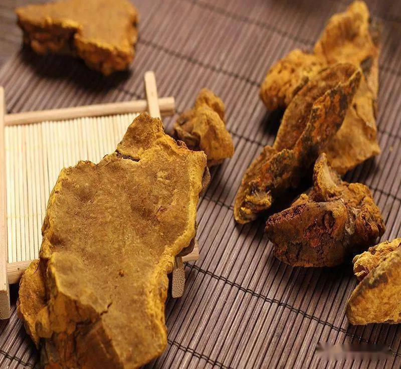桑黄的营养价值和功效！_抗癌_作用_效果