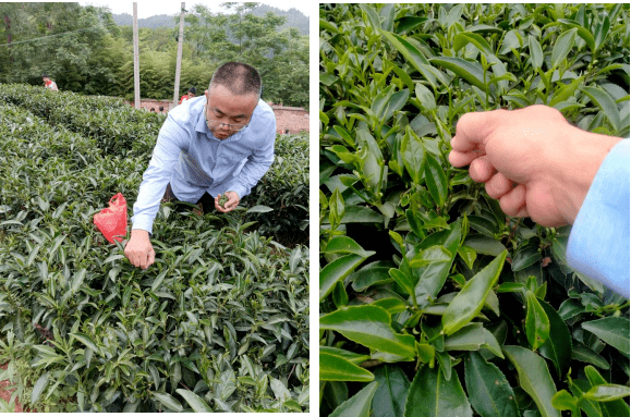 桃溪綠茶的歷史,培養學生對家鄉的熱愛之情,5月16日,武平縣桃溪中學