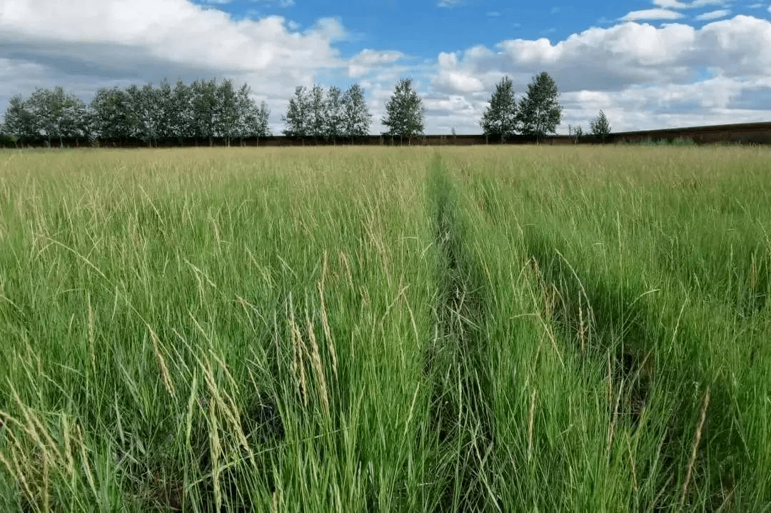 我区选育出高寒地区羊草新品种_种子_技术_草种