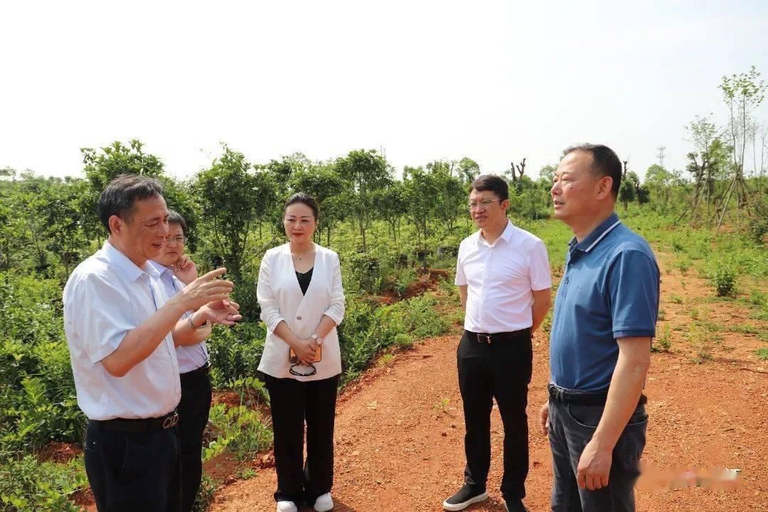 徐九生深入昌江区开展巡林督导