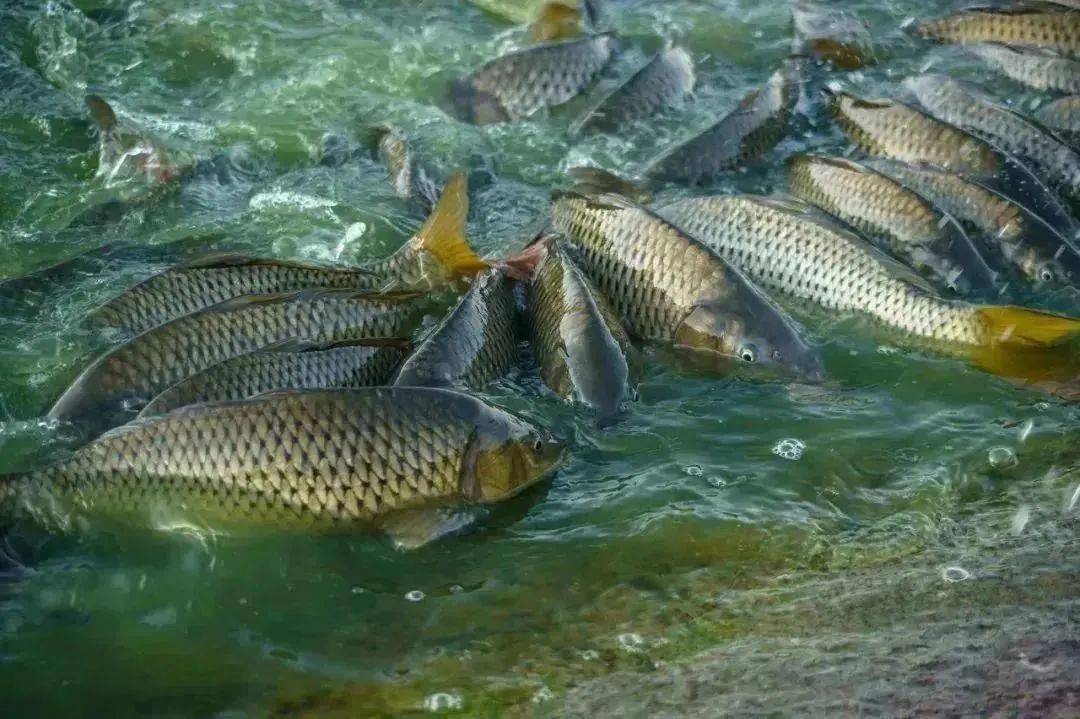 内源污染雾霾,空气中尘埃经雨水荡涤后形成的有毒物质进入水体.