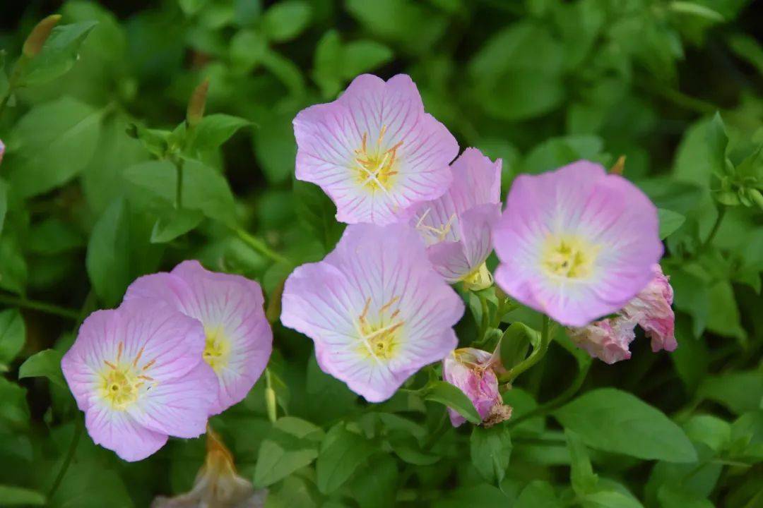 酢浆草大滨菊风车茉莉summer无论是在各大公园绿地还是在龙城的街头