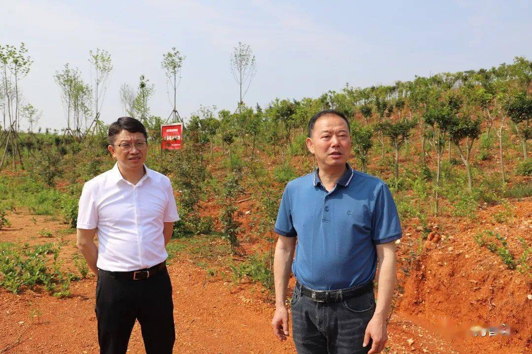 徐九生深入昌江区开展巡林督导