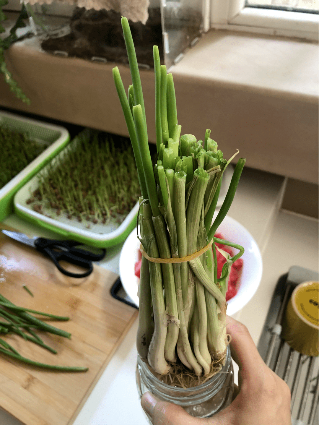 守望腐熟後的咖啡渣可以施肥&香蕉皮泡在水中形成的鉀肥水可以澆灌