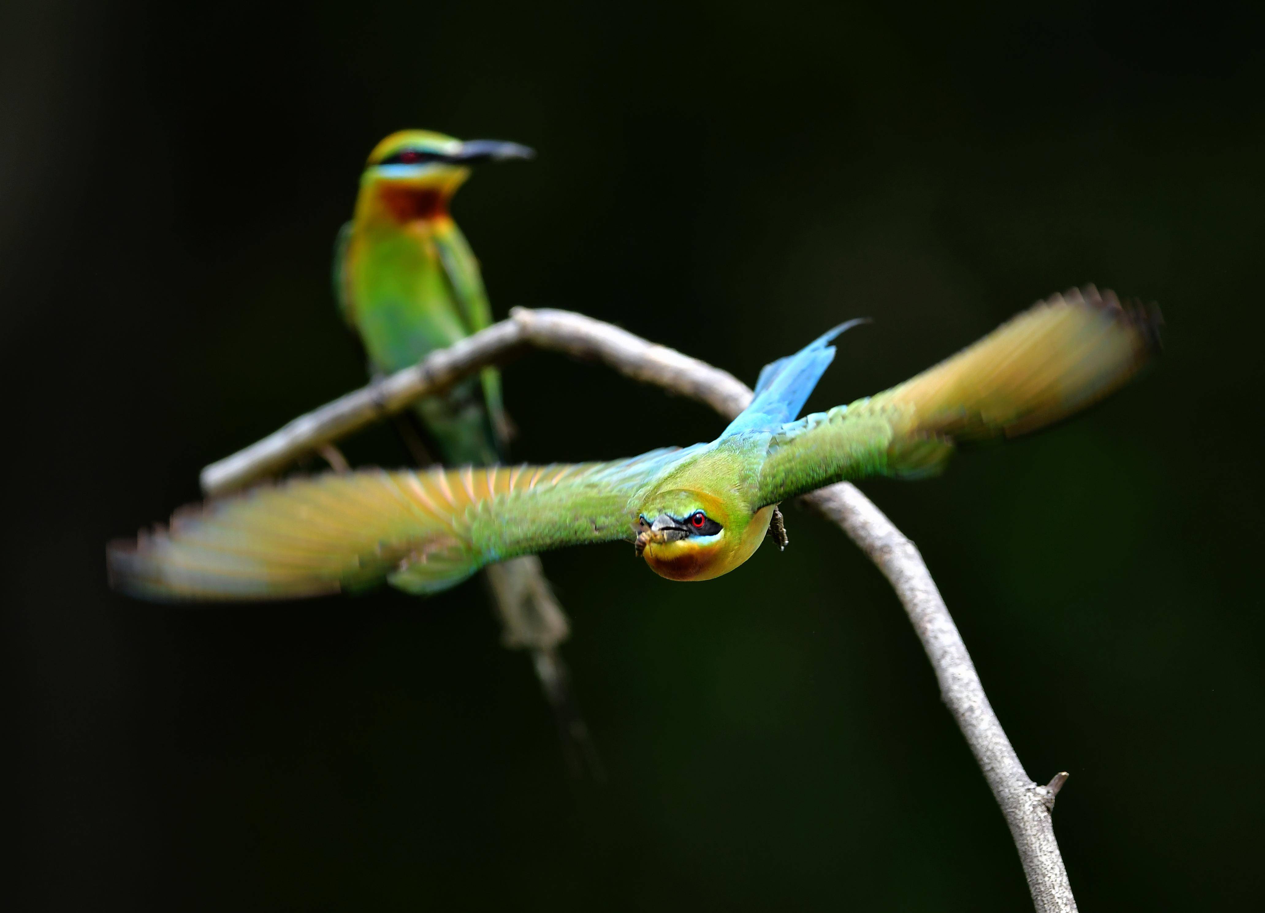 (环境)"最美候鸟"栗喉蜂虎厦门筑巢_新华社_魏培全_保护