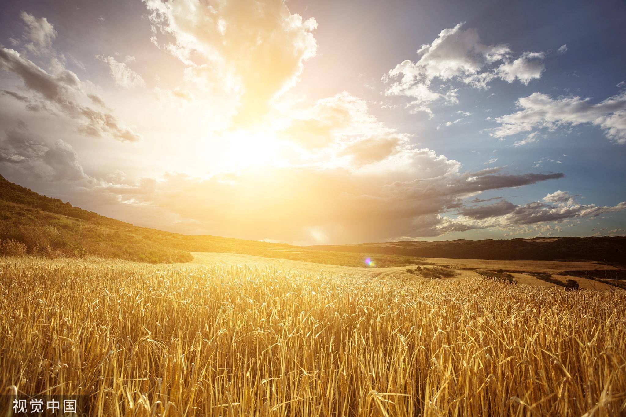 金黄小麦自然风景摄影图高清摄影大图-千库网