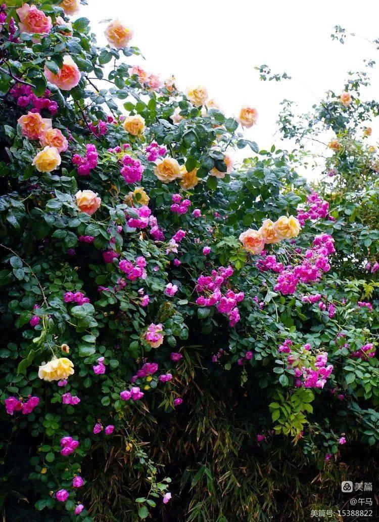 雨中蔷薇花更艳