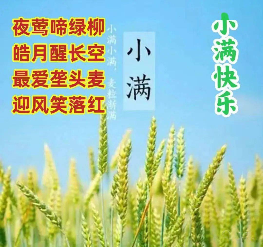 《早上好》小满祝福图片_柳含_文章_麦穗