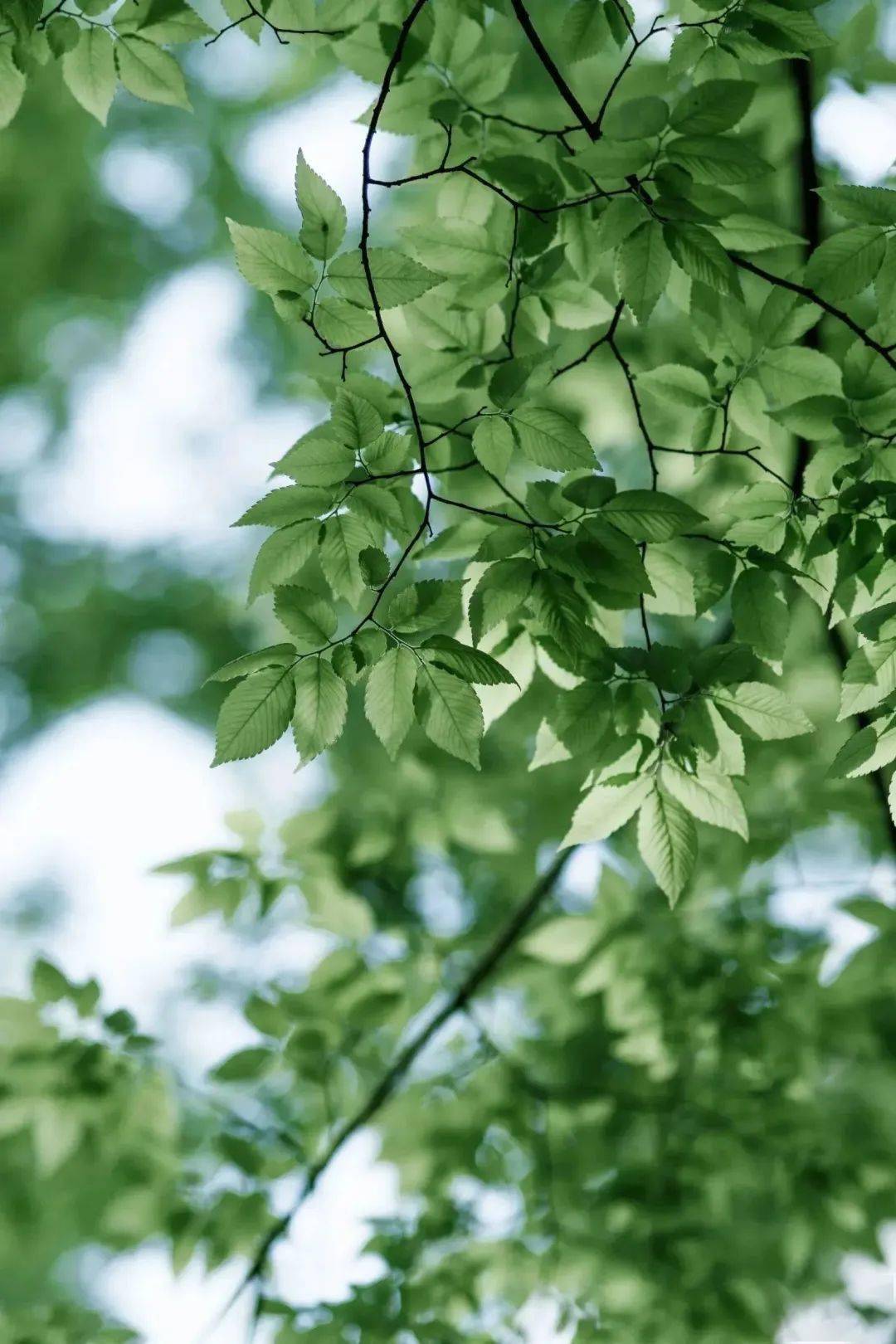 小满遇上521,去赴毕业的一场约_舒兆钰_夏之_婷婷