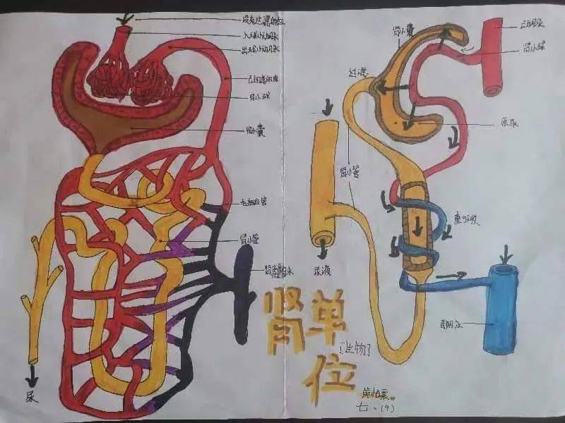 肾脏手抄报图片