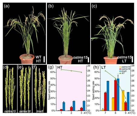 杨仲南/朱骏团队发现一个不育性稳定的水稻温敏不育系_ostms_journal