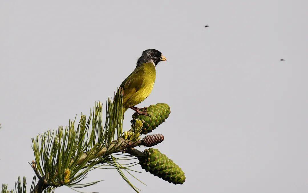 成县鸡峰山森林公园——鸟儿的天堂_长尾_山雀_杜和平
