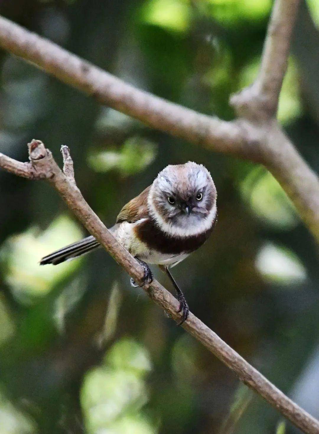 成县鸡峰山森林公园——鸟儿的天堂_长尾_保护_山雀