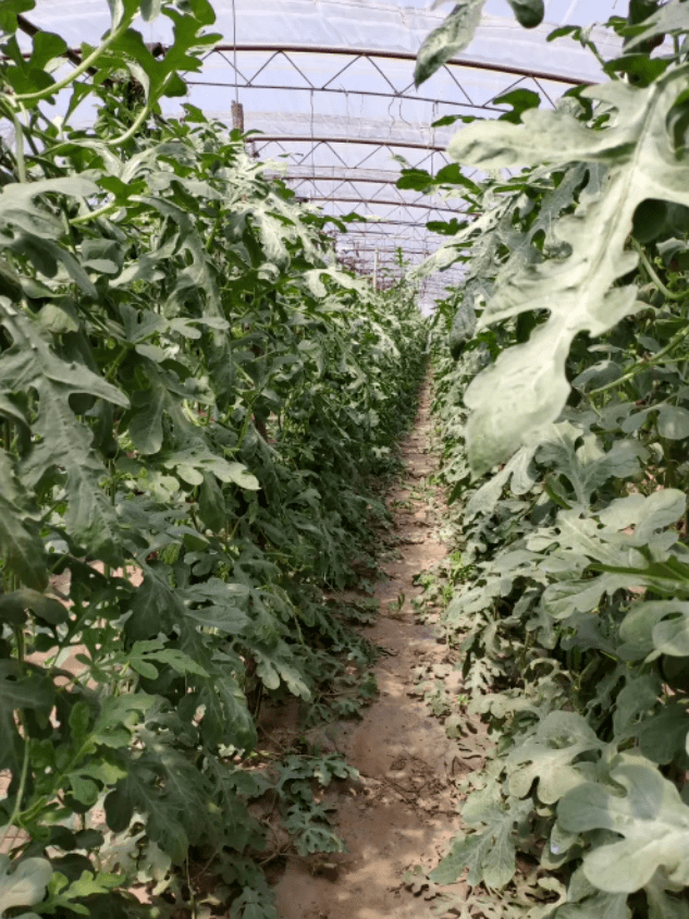 大兴瓜农都能在这免费展示_庞各庄镇_大兴区_果园