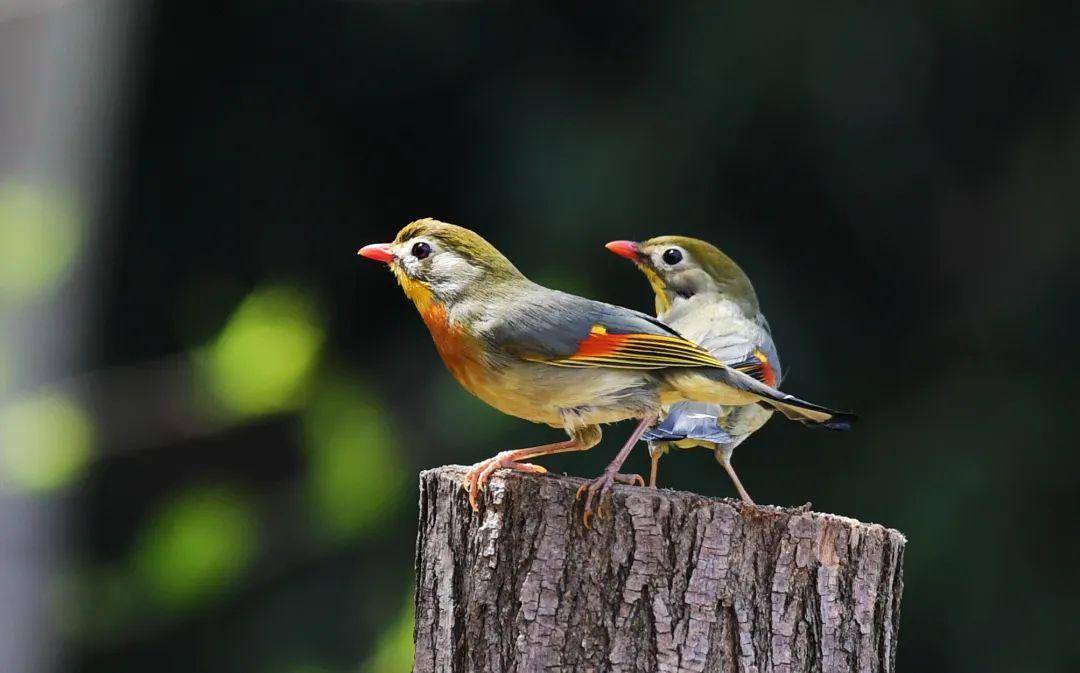 成县鸡峰山森林公园——鸟儿的天堂_长尾_保护_山雀