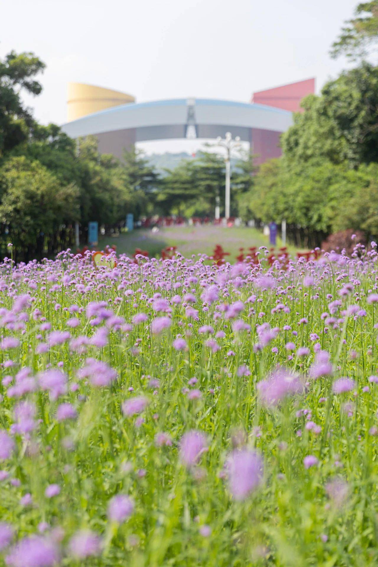 深圳市中心一大片紫色花海盛开!免费免预约!_花朵_公园_大厦