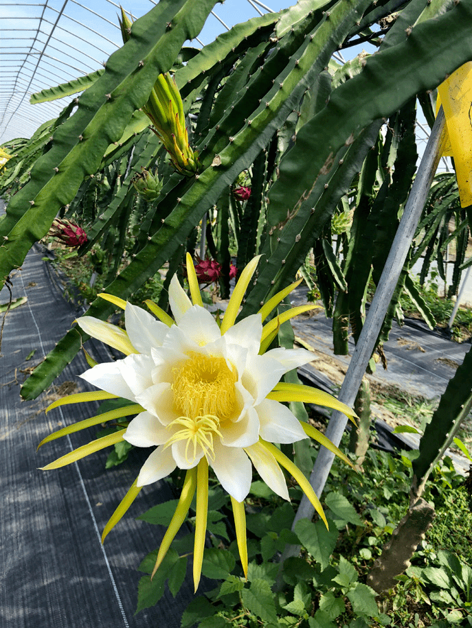 發展有限公司引進臺灣高效立體農業種植和高端花卉培植,種有蝴蝶蘭