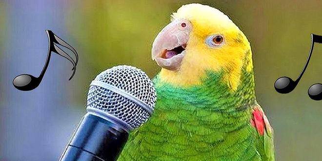 鹦鹉说话声音图片