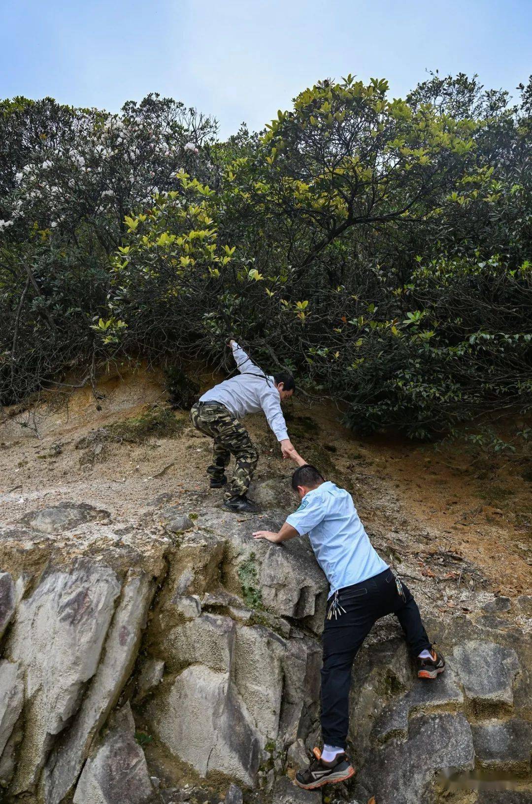 拍摄的影像资料时惊喜地发现了全球性濒危物种国家一级保护动物林麝