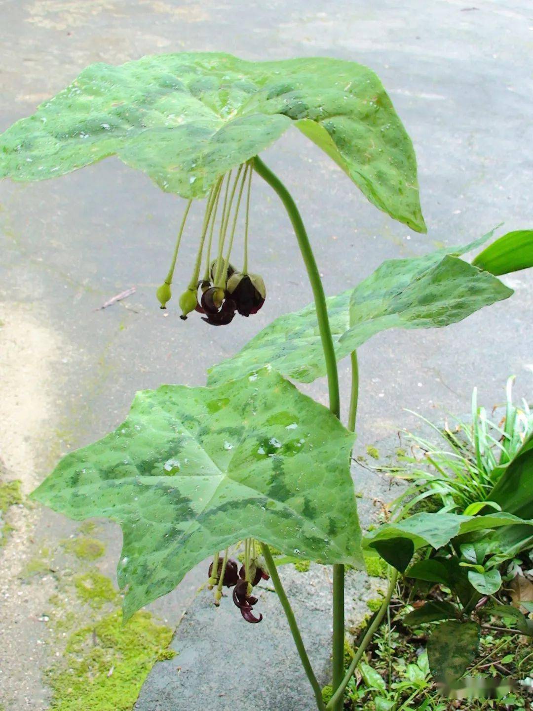 八角蓮國家二級保護植物——海南粗榧樂東擬單性木蘭桫欏信宜耳草中國