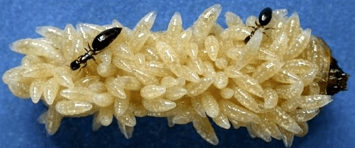 "释放管氏肿腿蜂就可应对.